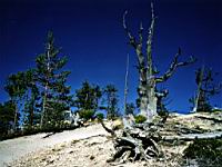 Bryce Canyon